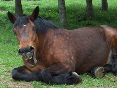 Horse Master Rosie Image